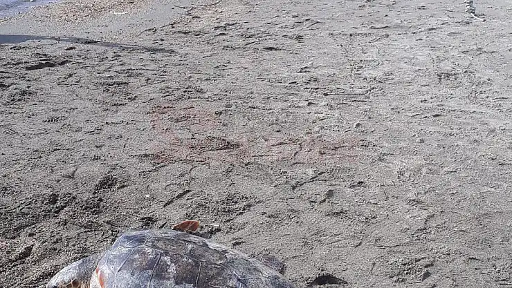 Caretta Caretta Bitez de ilgi Odağı Oldu