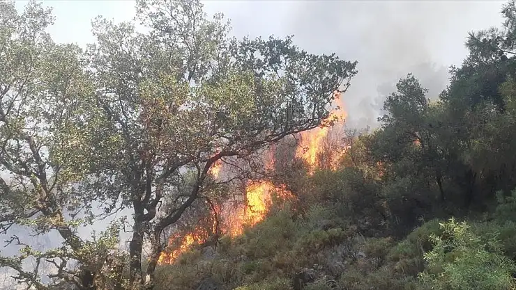 Çıkan Yangında 5 Dönüm Ormanlık Alan Zarar Gördü