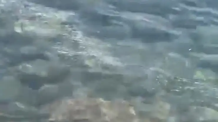 Denize boşaltılan sintine tepki çekti