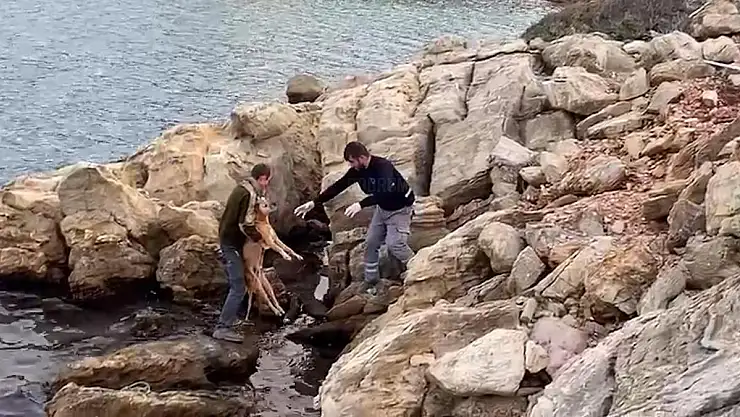 Denize Düşen Can Dostu Kurtarıldı
