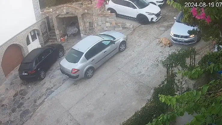 Dikkatsiz Sürücü Tarçın'ı Ezip Gitti
