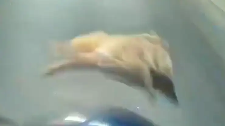 Domuz sürüsü motosikletliye zor anlar yaşattı