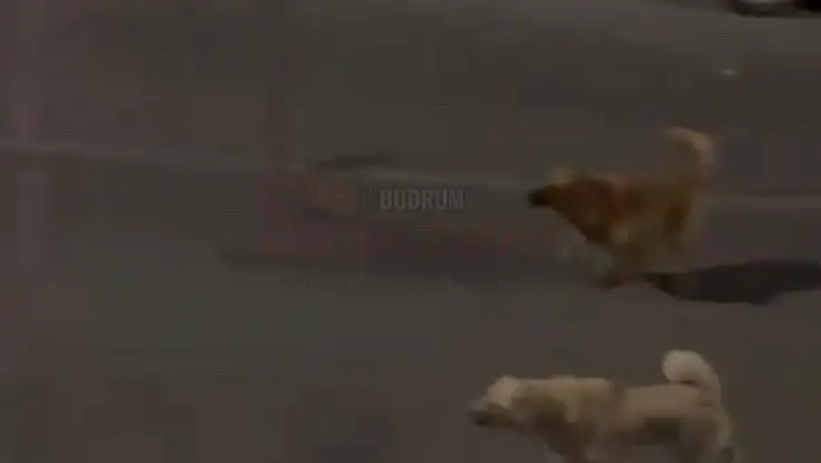 Domuzdan Köpeklere Gözdağı