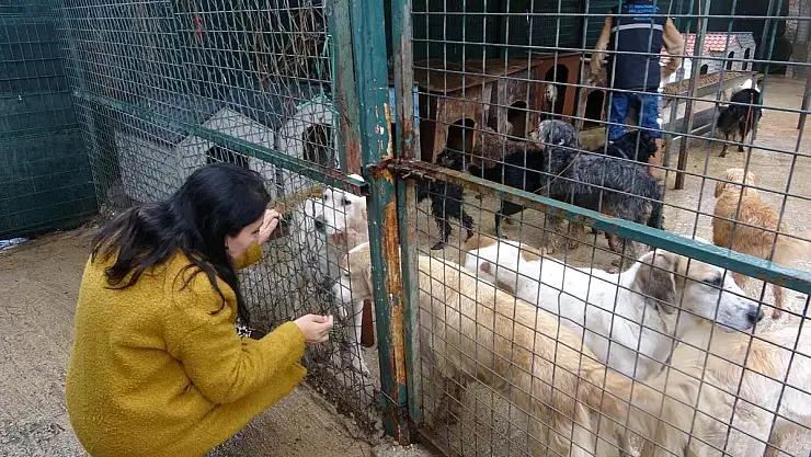 Evden Kurtarılan Hayvanlar Bakımevinde Tedavi Ediliyor