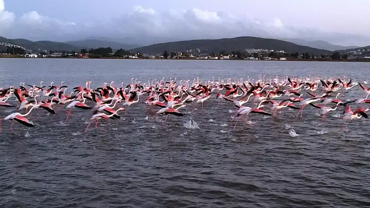 Flamingolara Köpük Tehdidi
