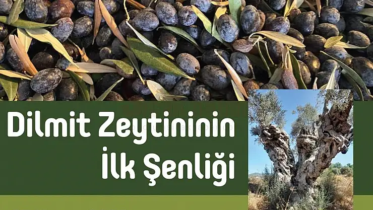 Garaova'da Dilmit Zeytini Şenliği