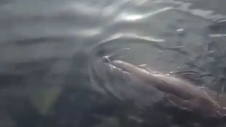 Gümüşlük'te nadir görüntü Akdeniz Foku sahile kadar geldi