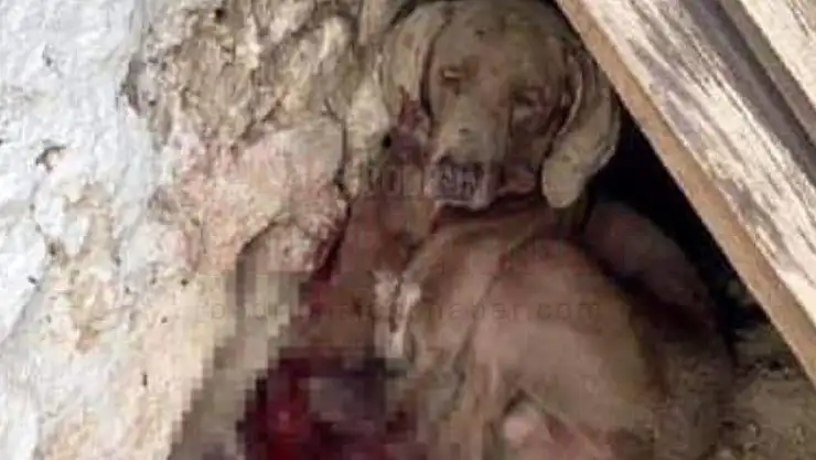 Güvercinlerine Saldırdığı Gerekçesi İle Pompalı Tüfekle Beslediği Av Köpeğini Vurarak Öldürdü