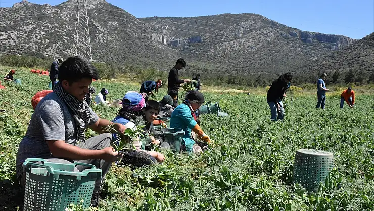 Hasadına Başlanan Erkenci Bezelye, Verimi Ve Fiyatıyla Üreticisini Sevindirdi