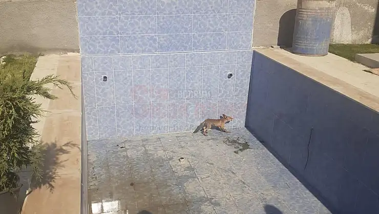 Havuza Düşen Tilki Ekiplerce Kurtarıldı