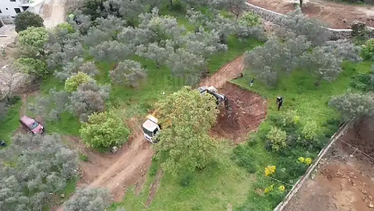 İnşaat Yapmak İçin Zeytinleri Kesiyorlar