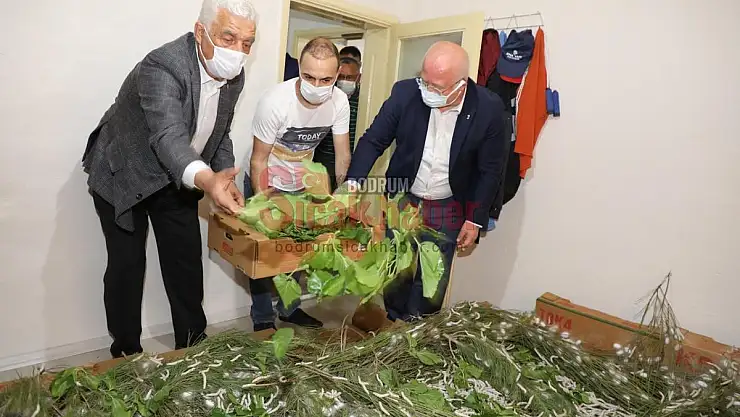 İpek Böcekçiliği Belediyelerin İşbirliği İle Tekrar Canlanıyor