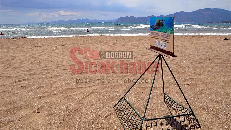 İztuzu Plajı'ndaki caretta caretta yuva sayısı 300'e ulaştı
