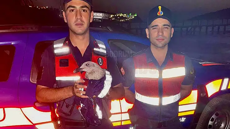 Jandarma Ekiplerince Bulunan Yaralı 'Gümüş Martı' Tedavi Edildi