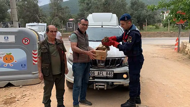 Jandarma Tarafından Kurtarıldı