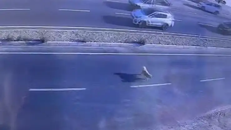 Karşıya Geçmeye Çalışan Köpek Hayatını Kaybetti!