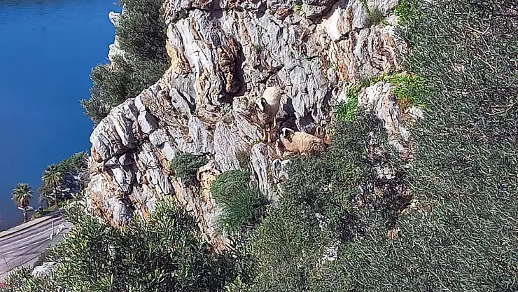 Kayalıklarda Mahsur Kalan 2 Koyun Kurtarıldı