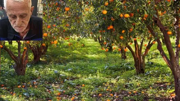 Kayıp Olarak Aranan Şahıs Mandalina Bahçesinde Ölü Bulundu