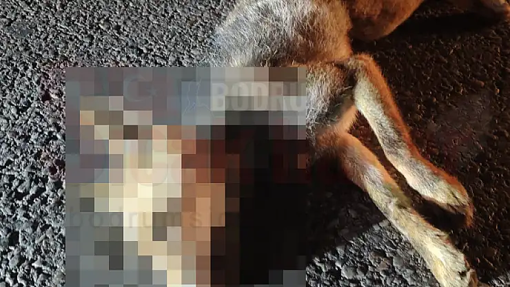 Kazalarda 1 Tilki Telef Oldu, 1 Domuz Yararlandı