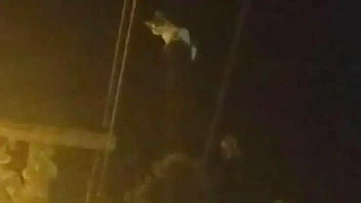 Kedi, Telefon Direğinde Mahsur Kaldı