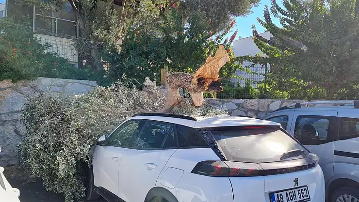 Kırılan Dal Araç'ta Maddi Hasar Meydana Getirdi