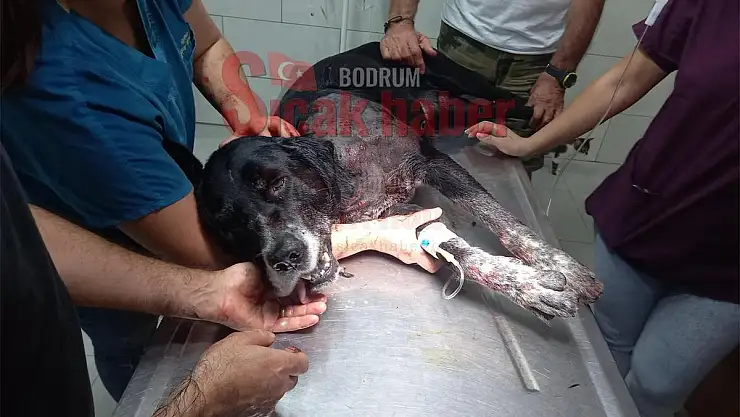Köpeği öldürmek için ateş eden şahıs 3 kişiyi yaraladı