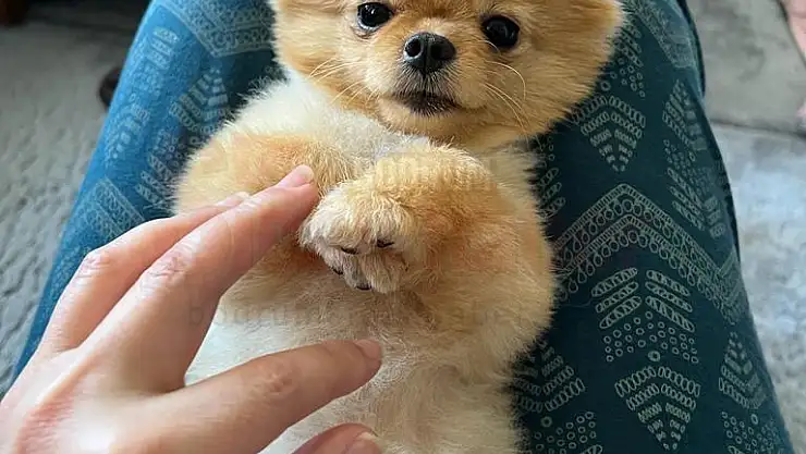 Köpekleri Veterinerde Ölen Aile, Suç Duyurusunda Bulundu