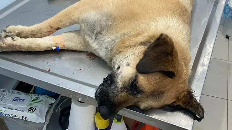 Köpeklerin Şüpheli Ölümü: 2 Köpek Peş Peşe Öldü