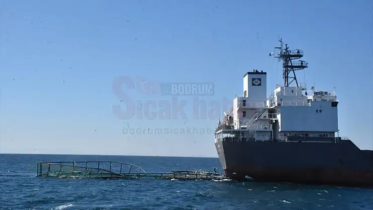 Kuru Yük Gemisi Balık Üretim Çiftliğinin Havuzuna Çarptı