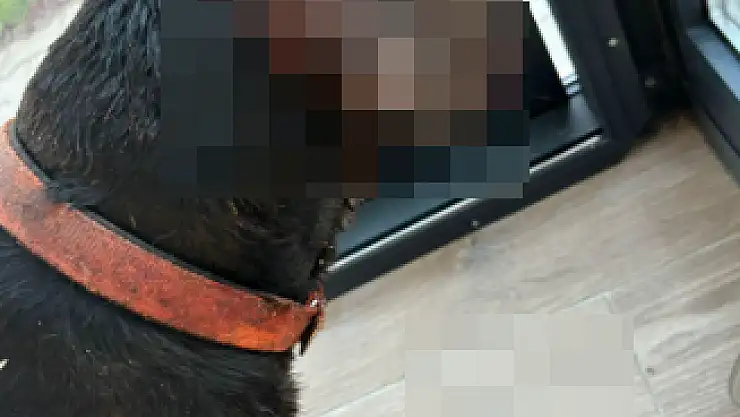 Mahallenin Köpeğini  Vurup Ağır Şekilde Yaraladılar