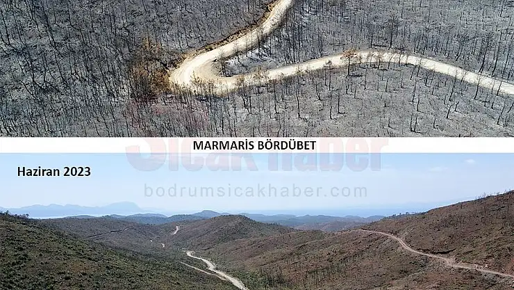 Marmaris Bölgesi Tekrar Yeşeriyor