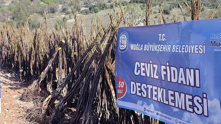 Meyve Fidanı Dağıtımı Devam Ediyor