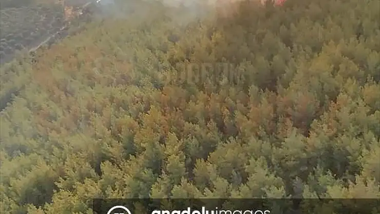 Milas'da Orman Yangını Başladı