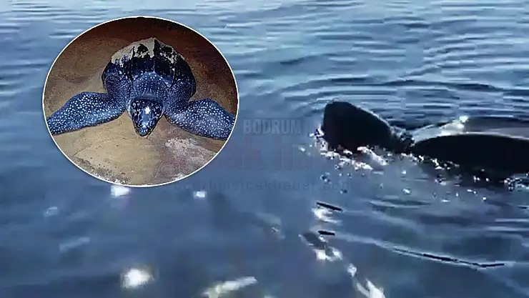 Muğla açıklarında deri sırtlı deniz kaplumbağası görüntülendi