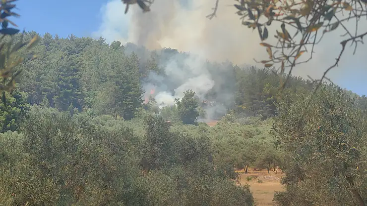 Muğla'da orman yangın