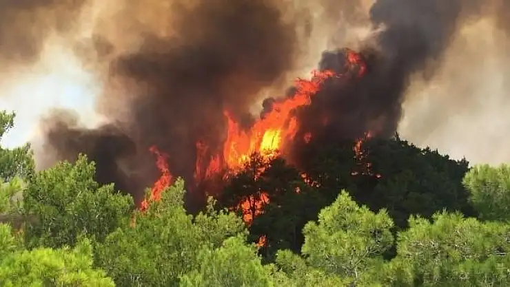 Muğla Valisi Dr. İdris Akbıyık'tan Orman Yangınlarına Karşı Uyarı