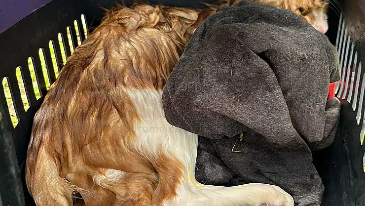 Muğla'da 15 metrelik kuyuya düşen kediyi itfaiye ekipleri kurtardı
