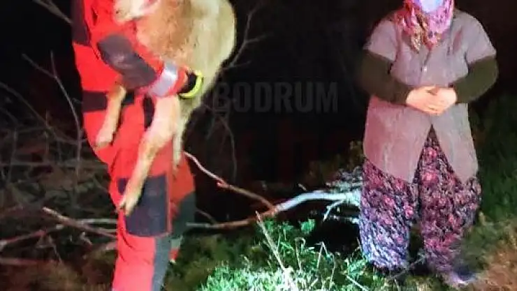 Muğla'da beton büzün içinde sıkışan keçi kurtarıldı...