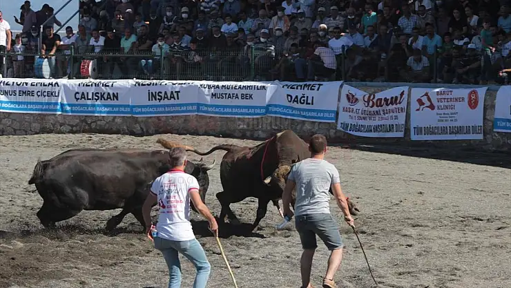 Muğla'da Boğa Güreşi Festivali yapıldı