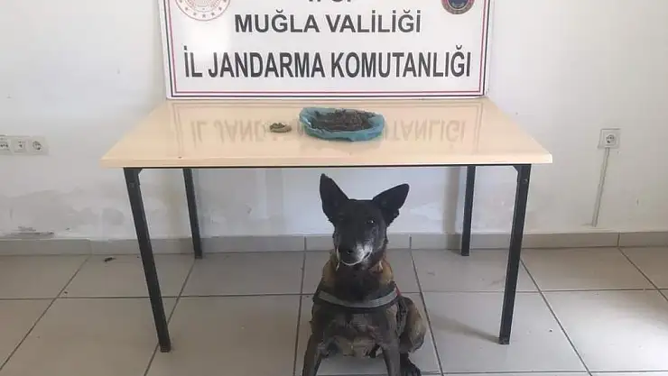 Muğla'da yastığında uyuşturucu ele geçirilen otobüsteki yolcu gözaltına alındı