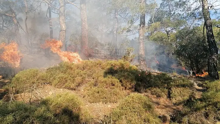 Muğla'nın Fethiye ilçesinde çıkan orman yangını, jandarma ve vatandaşların müdahalesiyle söndürüldü.