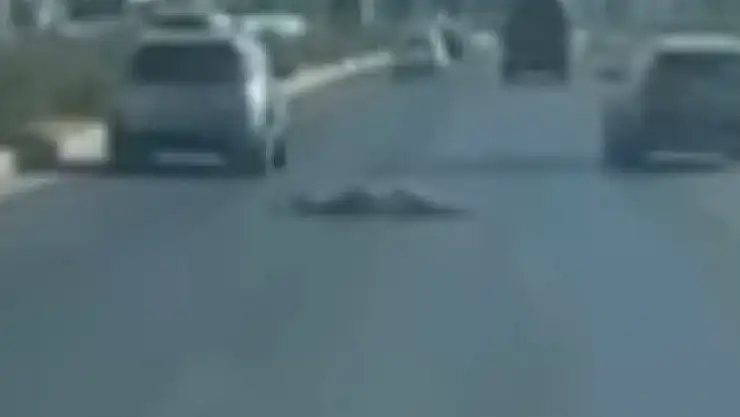 Muğla'nın Milas İlçesinde Şaşkınlık Yaratan Olay: Vatandaş Asfaltın Üzerine Yatıp Trafiği Tehlikeye Soktu
