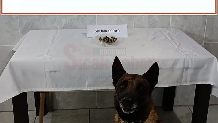 NARKOTİK KÖPEĞİ KONT UYUŞTURUCU MADDEYİ YAKALADI
