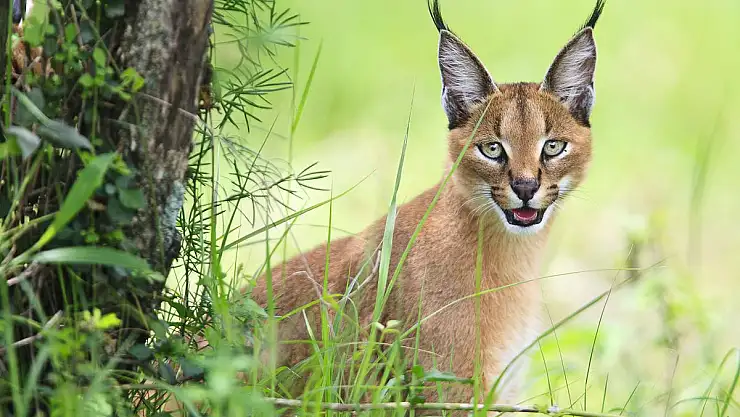 Nesli tehdit altındaki 'karakulak' ölü bulundu