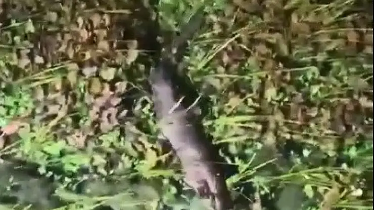 Nesli tükenme tehlikesindeki Su Samuru görüntülendi