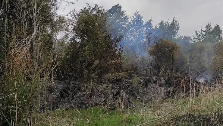 Okaliptüs ağaçlarının bulunduğu alanda çıkan yangında 2 dönüm alan zarar gördü