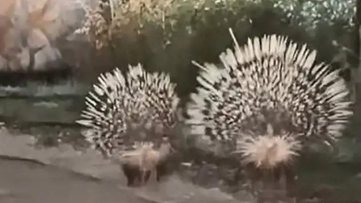 Oklu kirpiler objektife takıldı