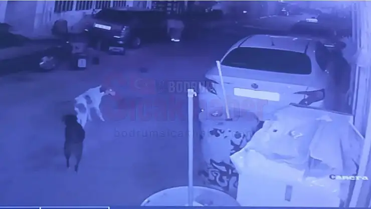 Ölen Şahsın Baktığı Sokak Köpekleri Biran Yanından Ayrılmadı