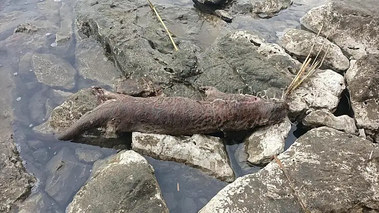 Ölü 'Su Samuru' Bulundu