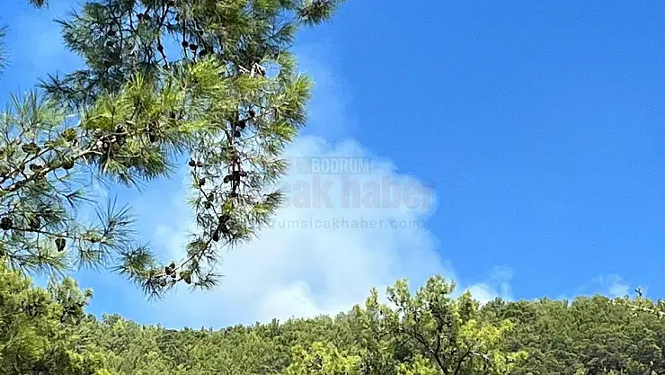 Orman Yangını Kontrol Altına Alınmaya Çalışılıyor